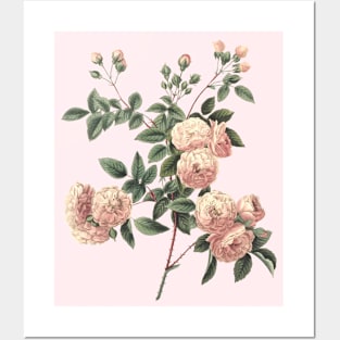 Rose Flower Vintage Botanical Illustration Posters and Art